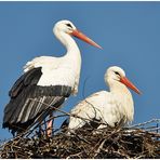 Frühlingsgefühle in der Vogelwelt (3) - "Die Dame des Herzens ist eingetroffen"