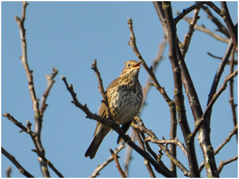 Frühlingsgefühle in der Vogelwelt (6) - Die Singdrossel . . .