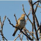 Frühlingsgefühle in der Vogelwelt (6) - Die Singdrossel . . .