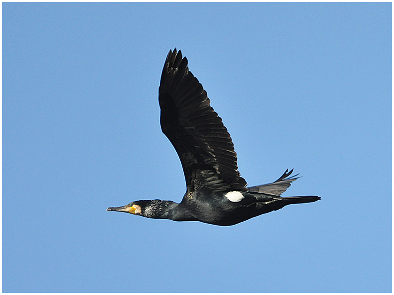 Frühlingsgefühle in der Vogelwelt (7) - Dieser Kormoran . . .