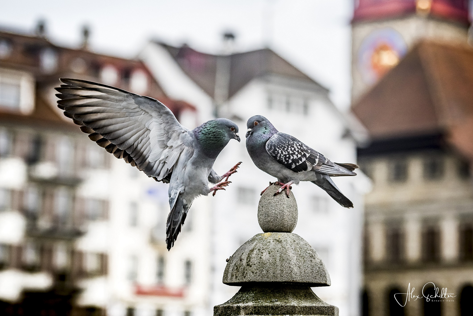 Frühlingsgefühle... in Luzern... fliegend..."