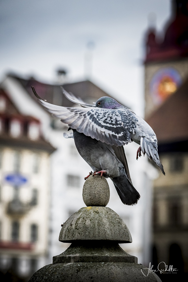 Frühlingsgefühle... in Luzern... Umarmung im Flug..." 