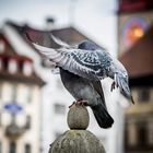 Frühlingsgefühle... in Luzern... Umarmung im Flug..." 