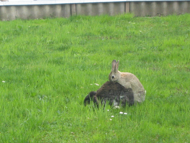 Frühlingsgefühle in unserem Garten