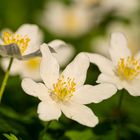 Frühlingsgefühle, lass Blumen sprechen. 