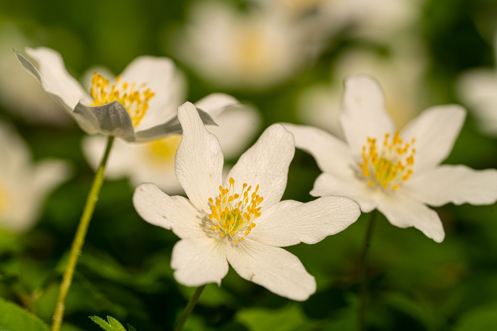 Frühlingsgefühle, lass Blumen sprechen. 