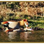 Frühlingsgefühle [Nilgänse]