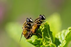 Frühlingsgefühle oder doch nur "eheliche" Pflicht?