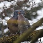  Frühlingsgefühle Ringeltauben  Columba palumbus