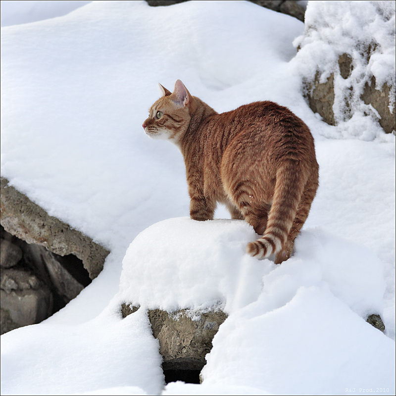 Frühlingsgefühle und die Mümmeln hängen immer noch im Schnee!