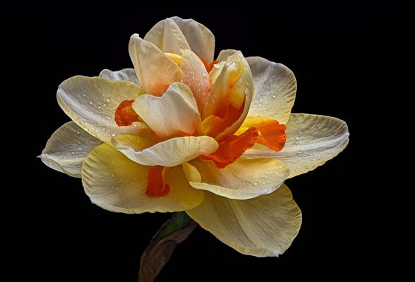 Frühlingsgefühle von der Fensterbank - ( Stacking Bild )