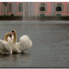 Frühlingsgefühle vor Schloss Benrath