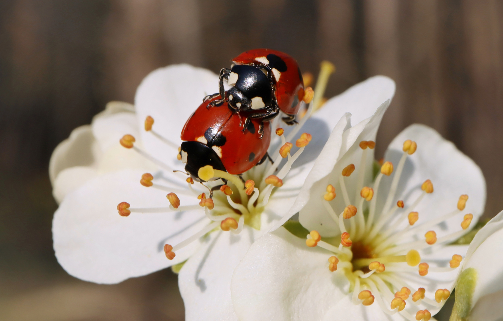 Frühlingsgefühle zu Ostern 