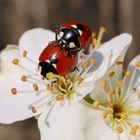 Frühlingsgefühle zu Ostern 