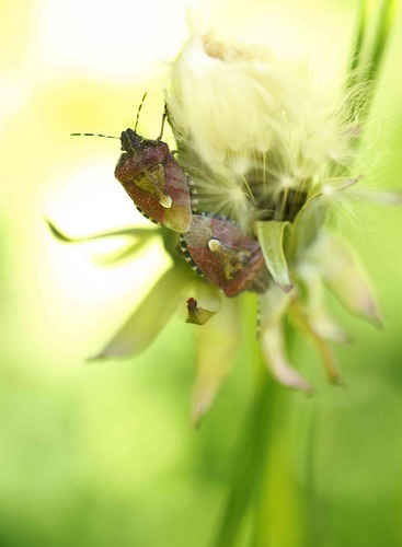 Frühlingsgefühle zweier Beerenwanzen