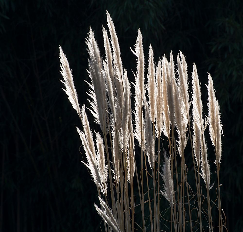 frühlingsgegenlicht