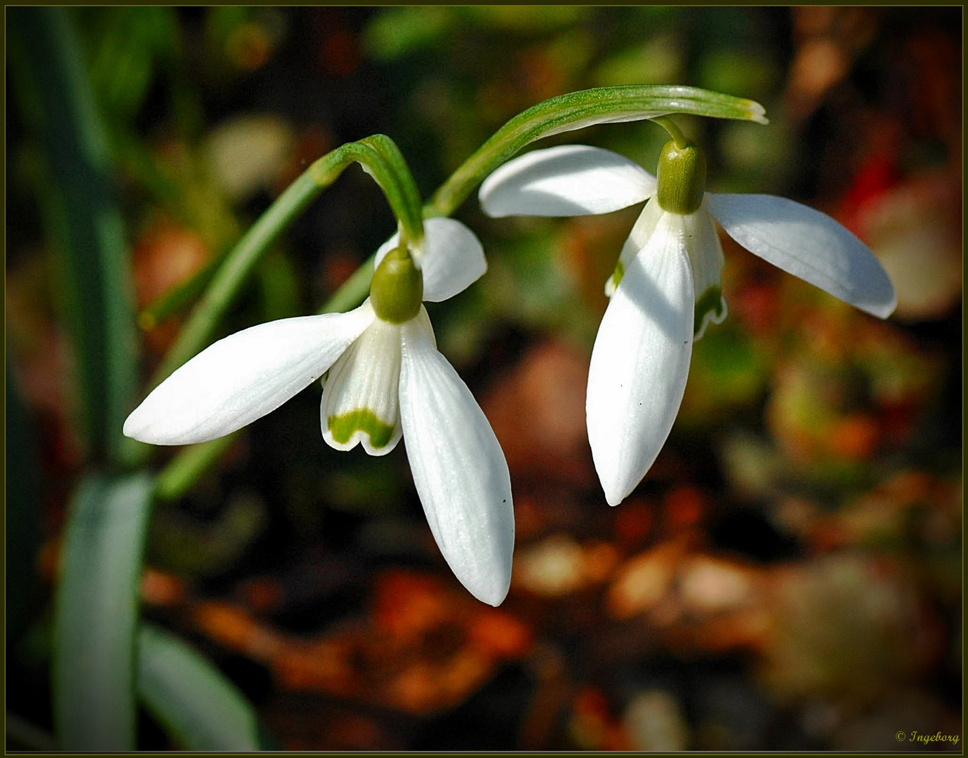 ~ Frühlingsgeklingel ~