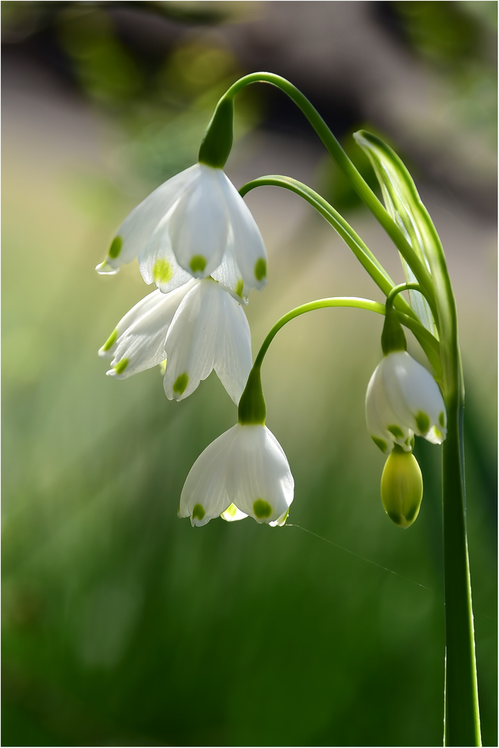 Frühlingsgeläut