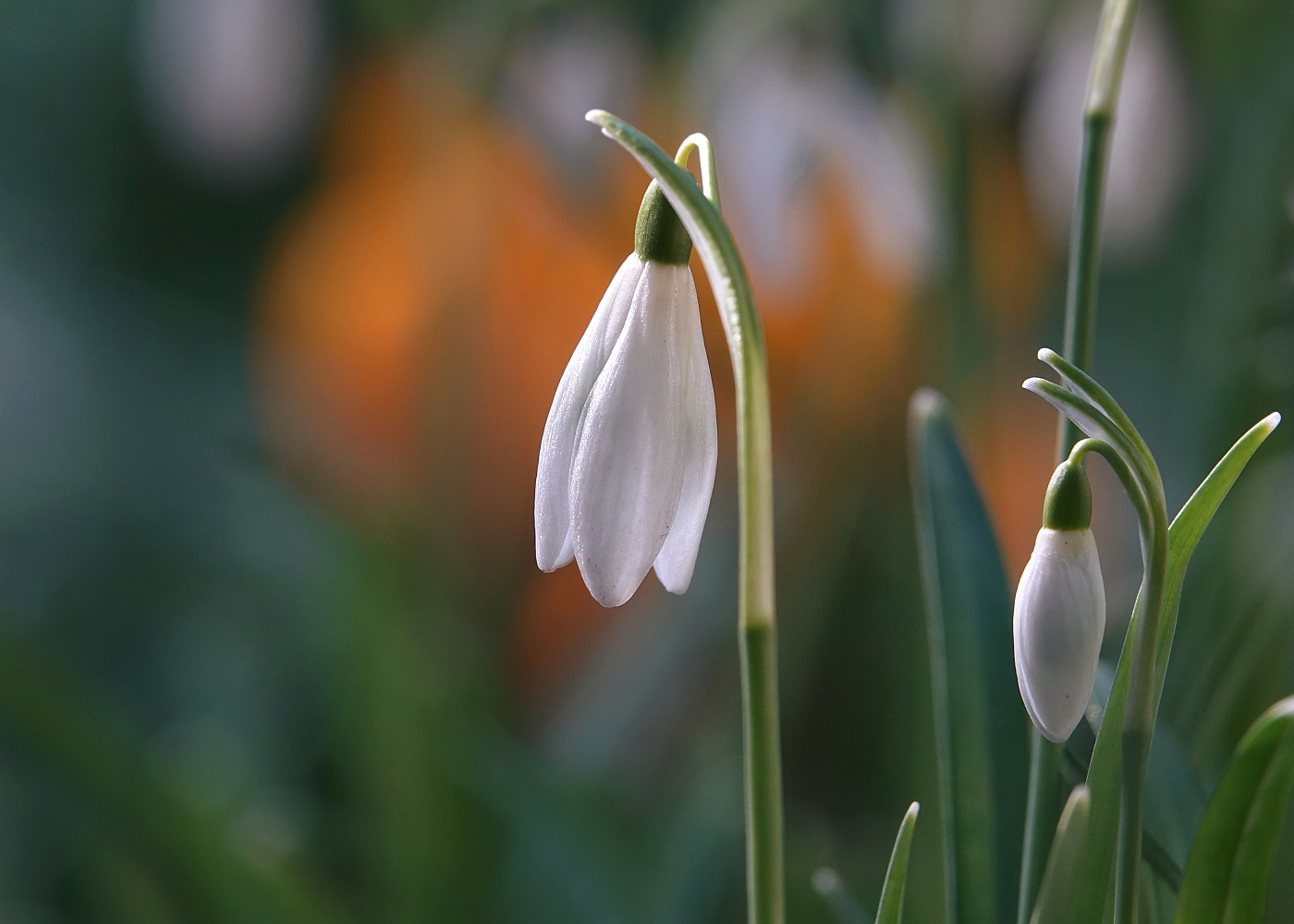 Frühlingsgeläut