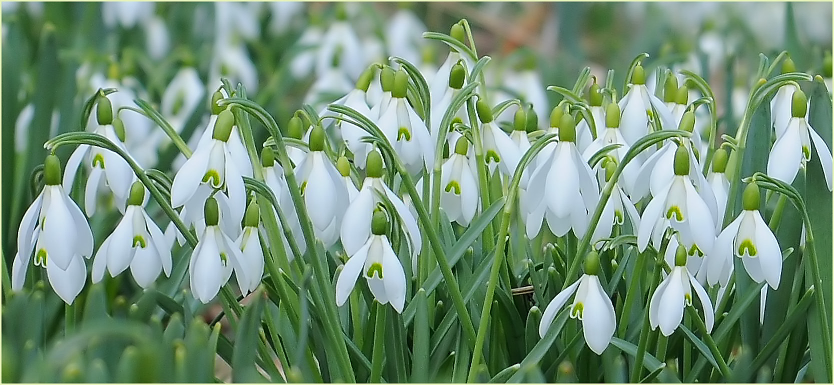 Frühlingsgeläute