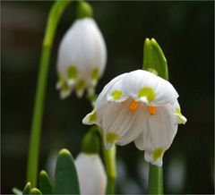 Frühlingsgeläute