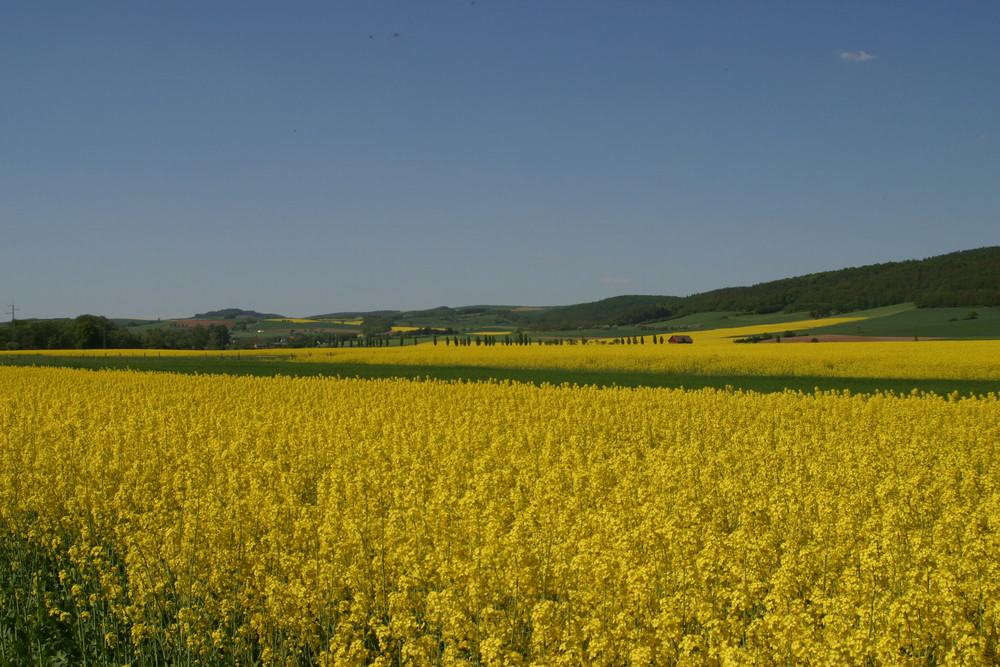 Frühlingsgelb