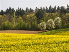 Frühlingsgelb