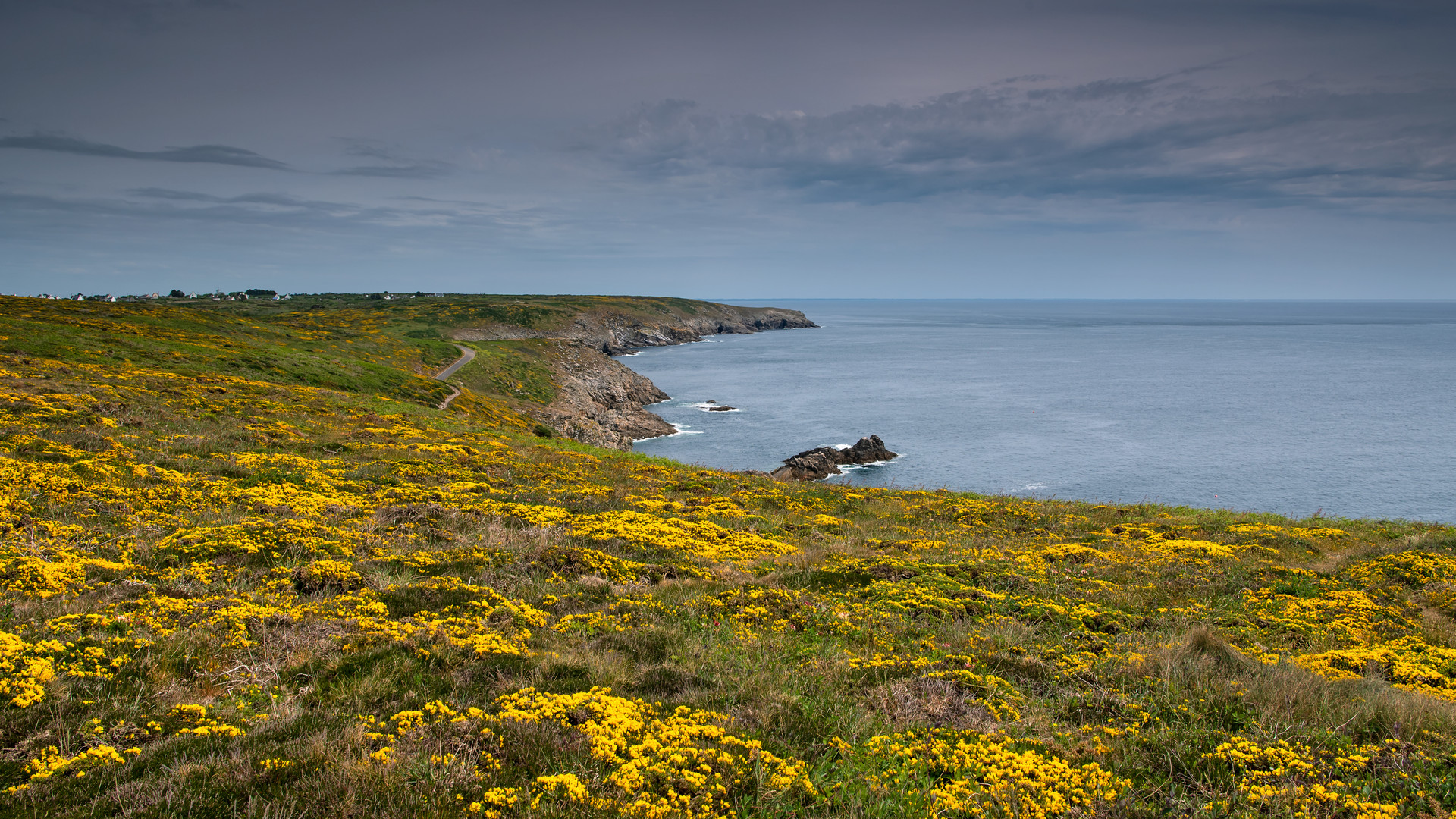 Frühlingsgelb am blauen Meer 