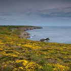 Frühlingsgelb am blauen Meer 