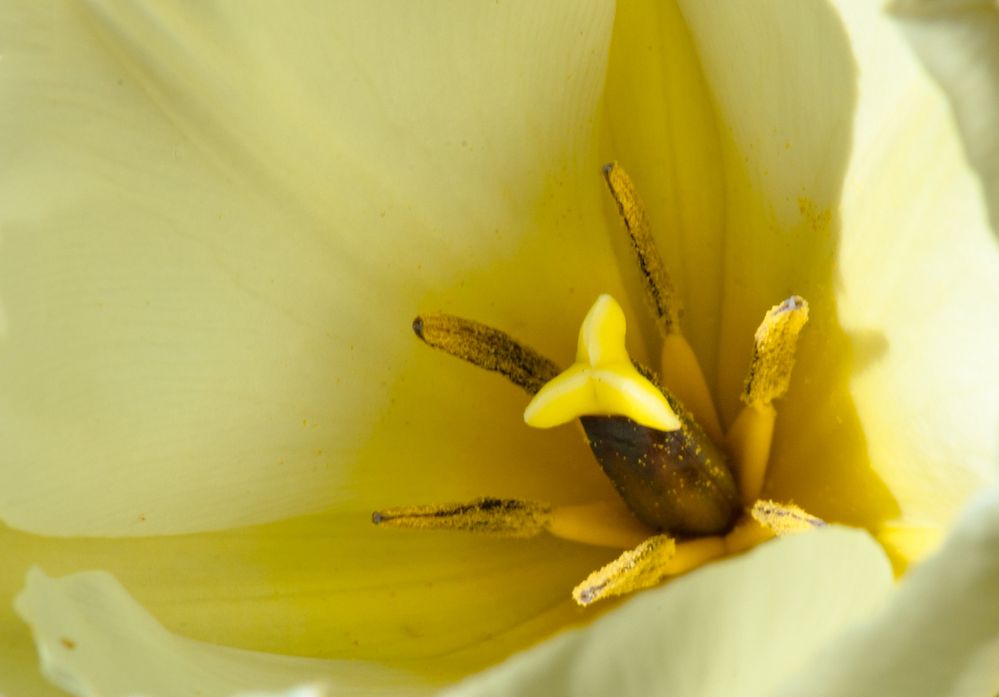 Frühlingsgelb - Tulpe aus dem Garten