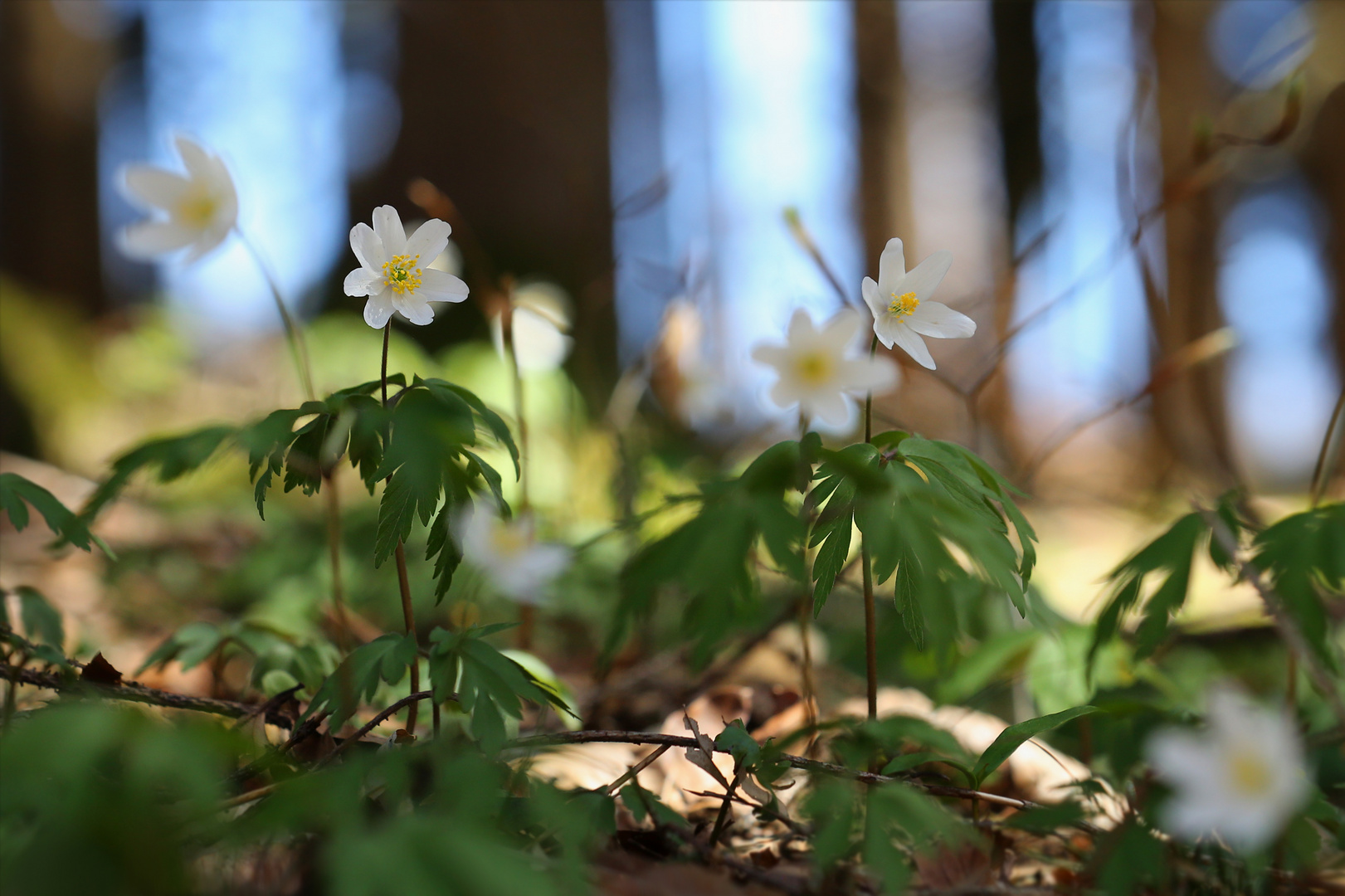 FrühlingsGeplänkel