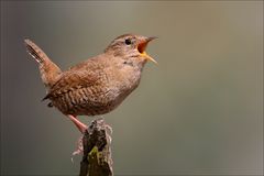 Frühlingsgesang