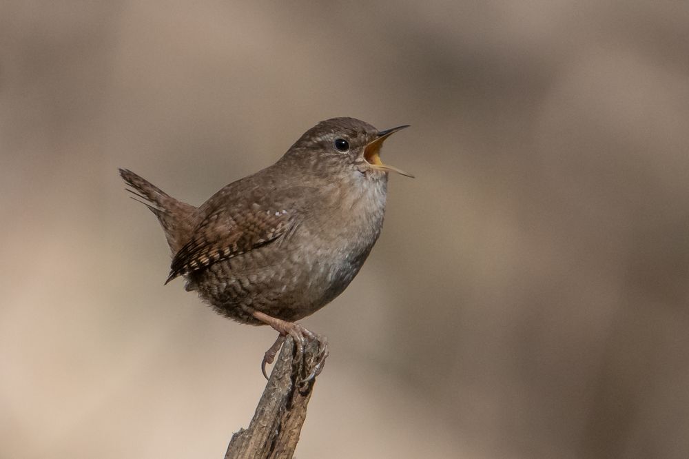 Frühlingsgesang