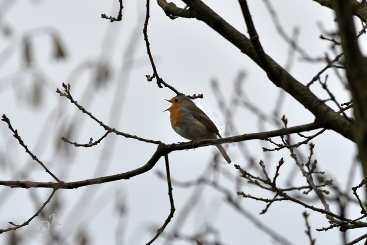 Frühlingsgesang