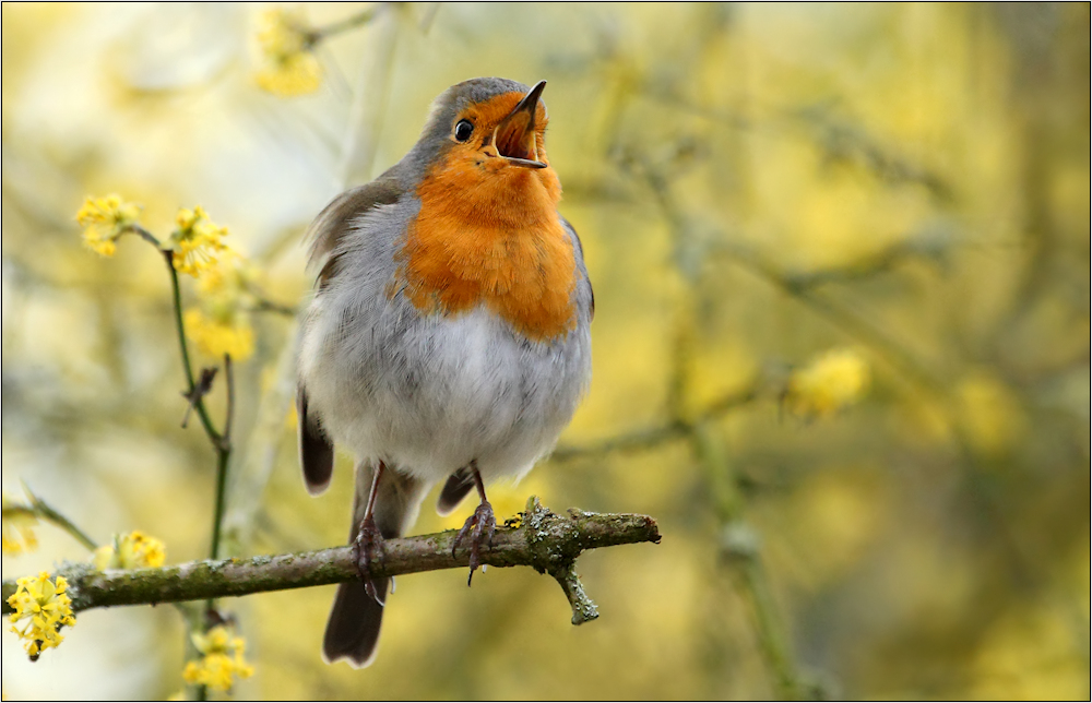 Frühlingsgesang Foto & Bild frühling, natur, vogel Bilder auf