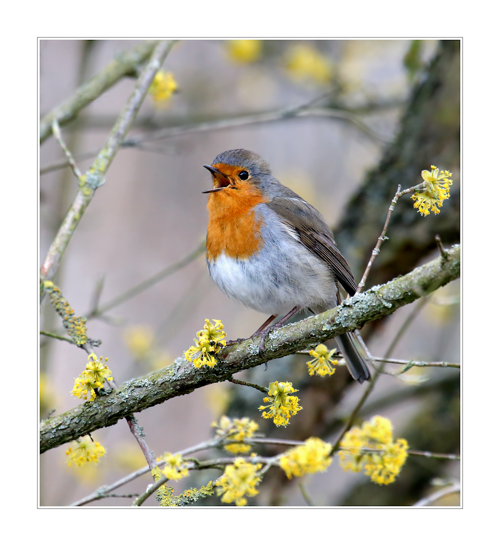 Frühlingsgesang