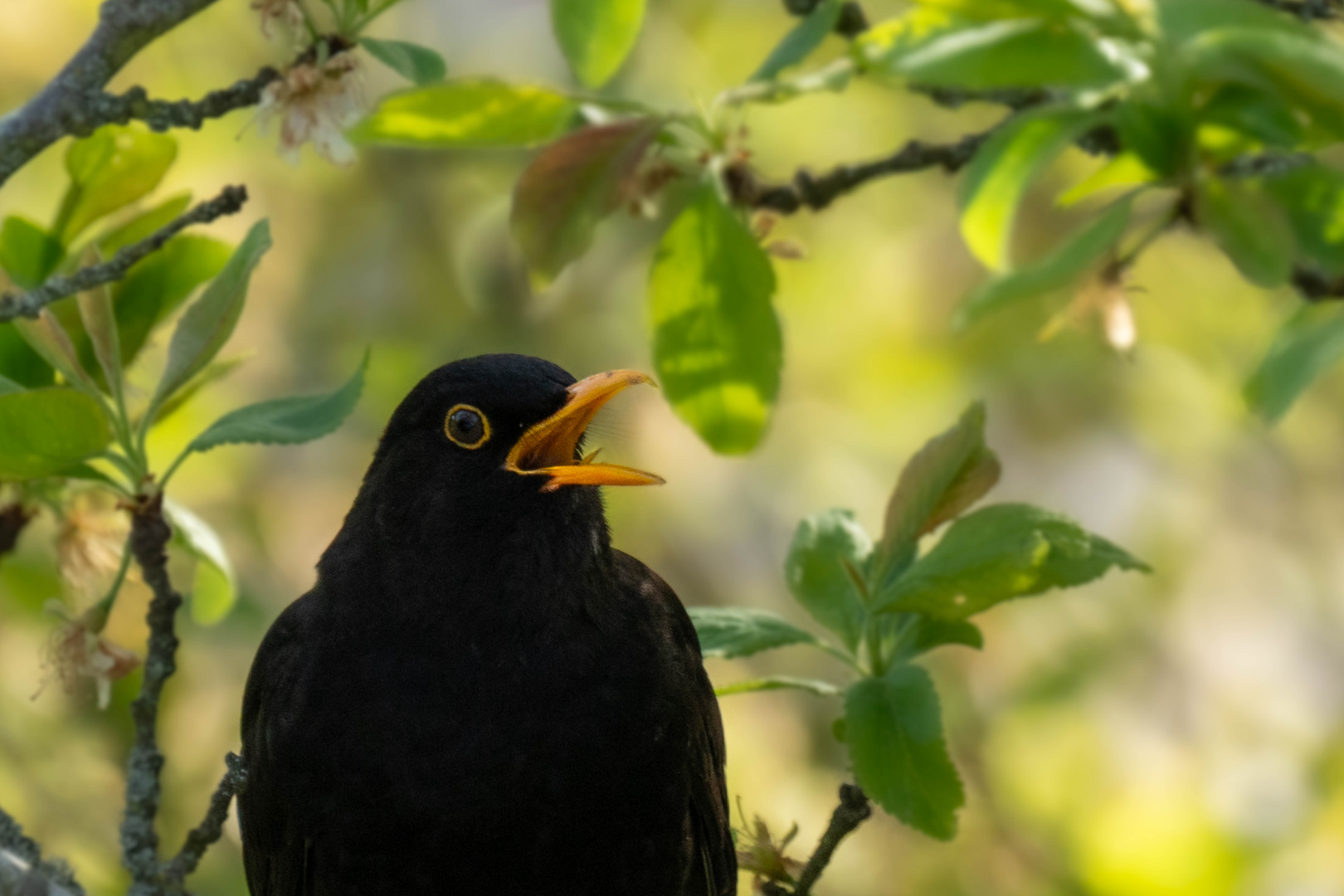 Frühlingsgesang der Amsel