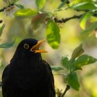 Frühlingsgesang der Amsel