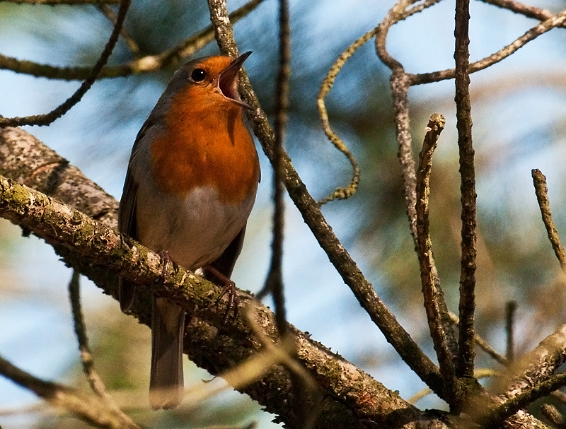 Frühlingsgesang