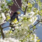 Frühlingsgesang im Kirschbaum