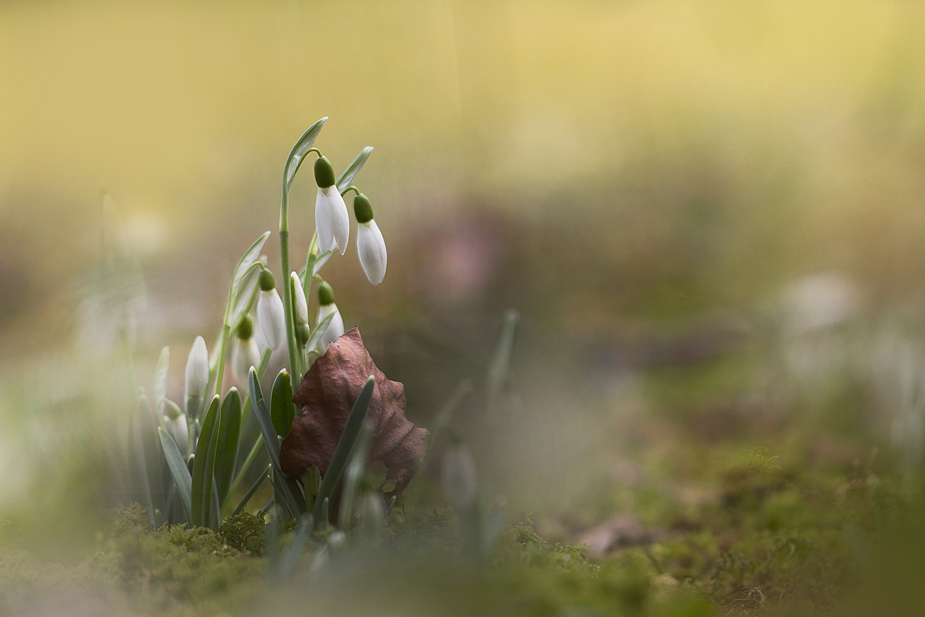 Frühlingsgeträume