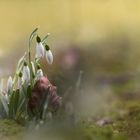 Frühlingsgeträume