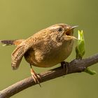 Frühlingsgezwitscher vom Zaunkönig