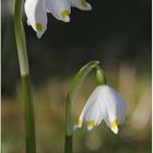 Frühlingsglocken