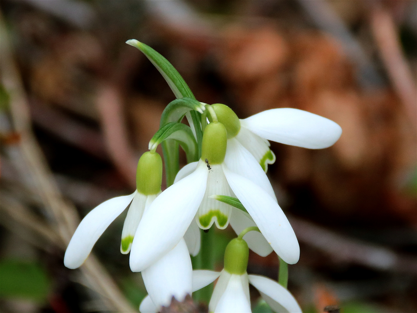 Frühlingsglöckchen