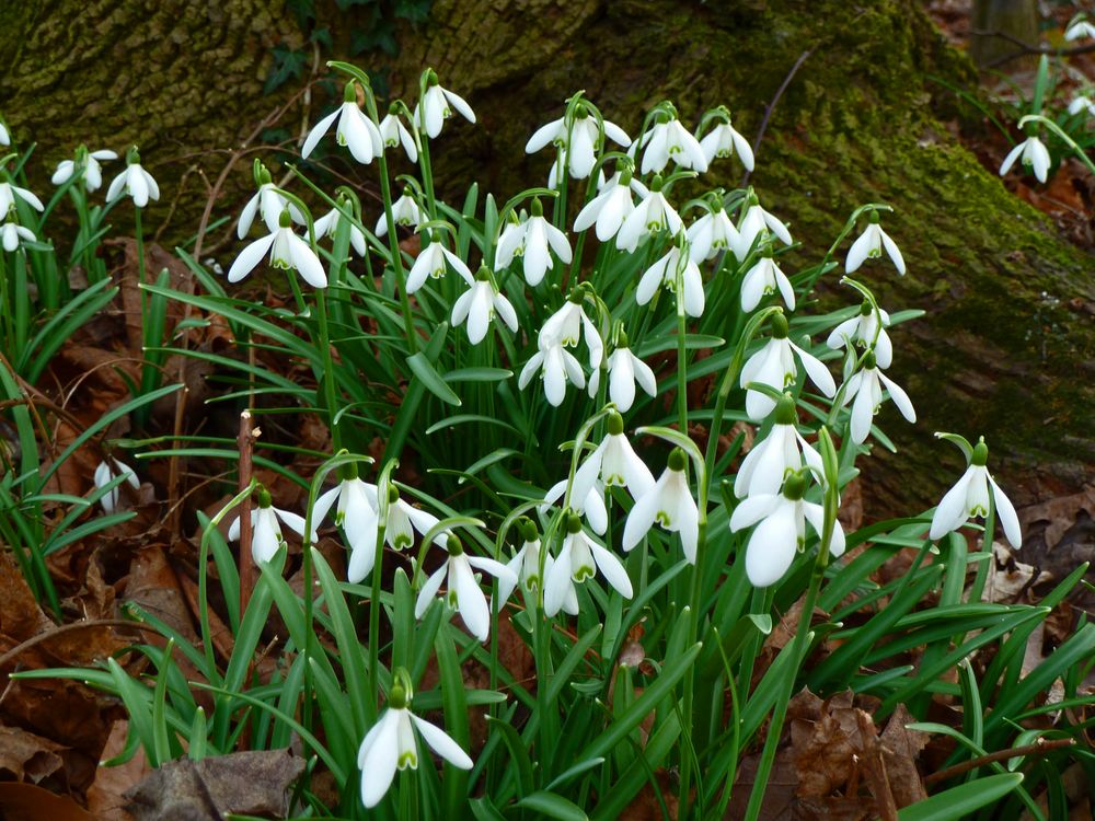 Frühlingsglöckchen