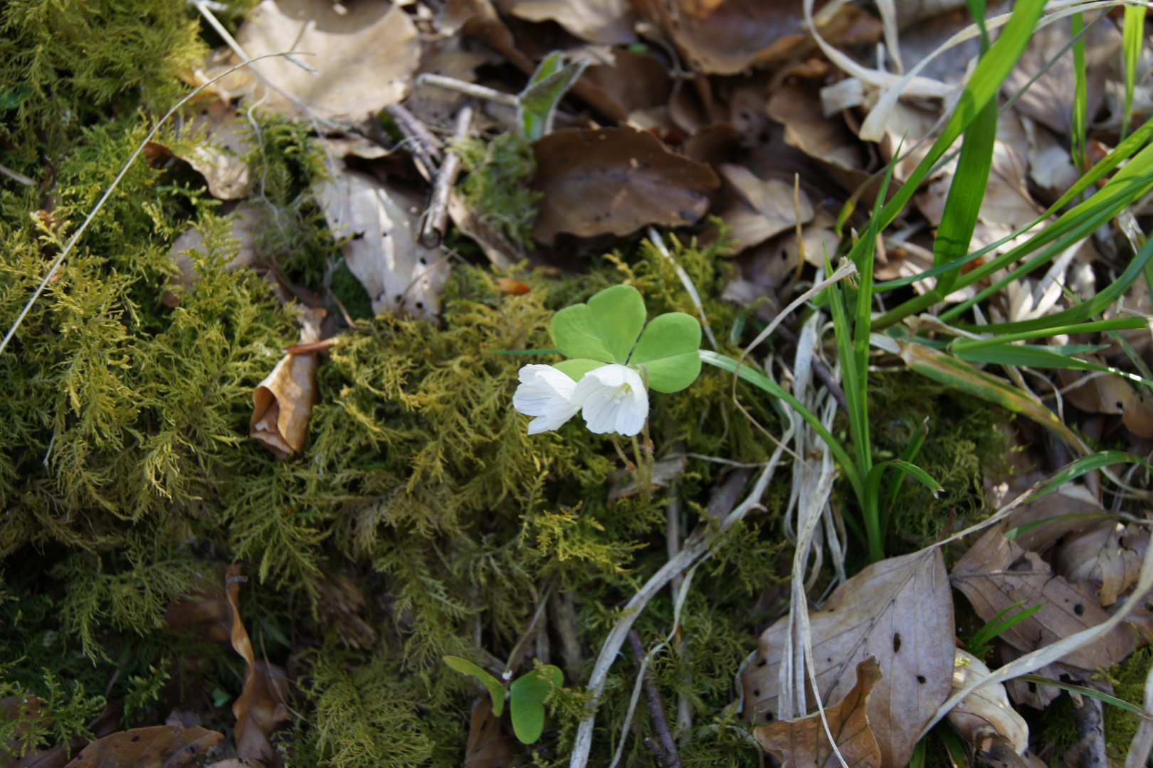 Frühlingsglück