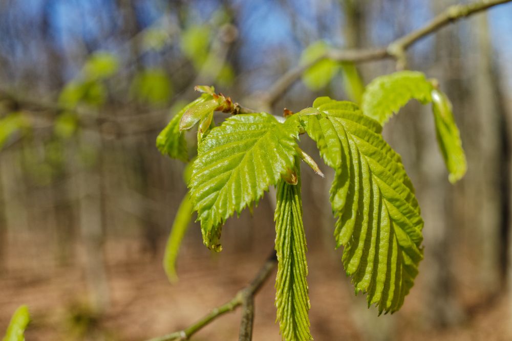 Frühlingsgrün