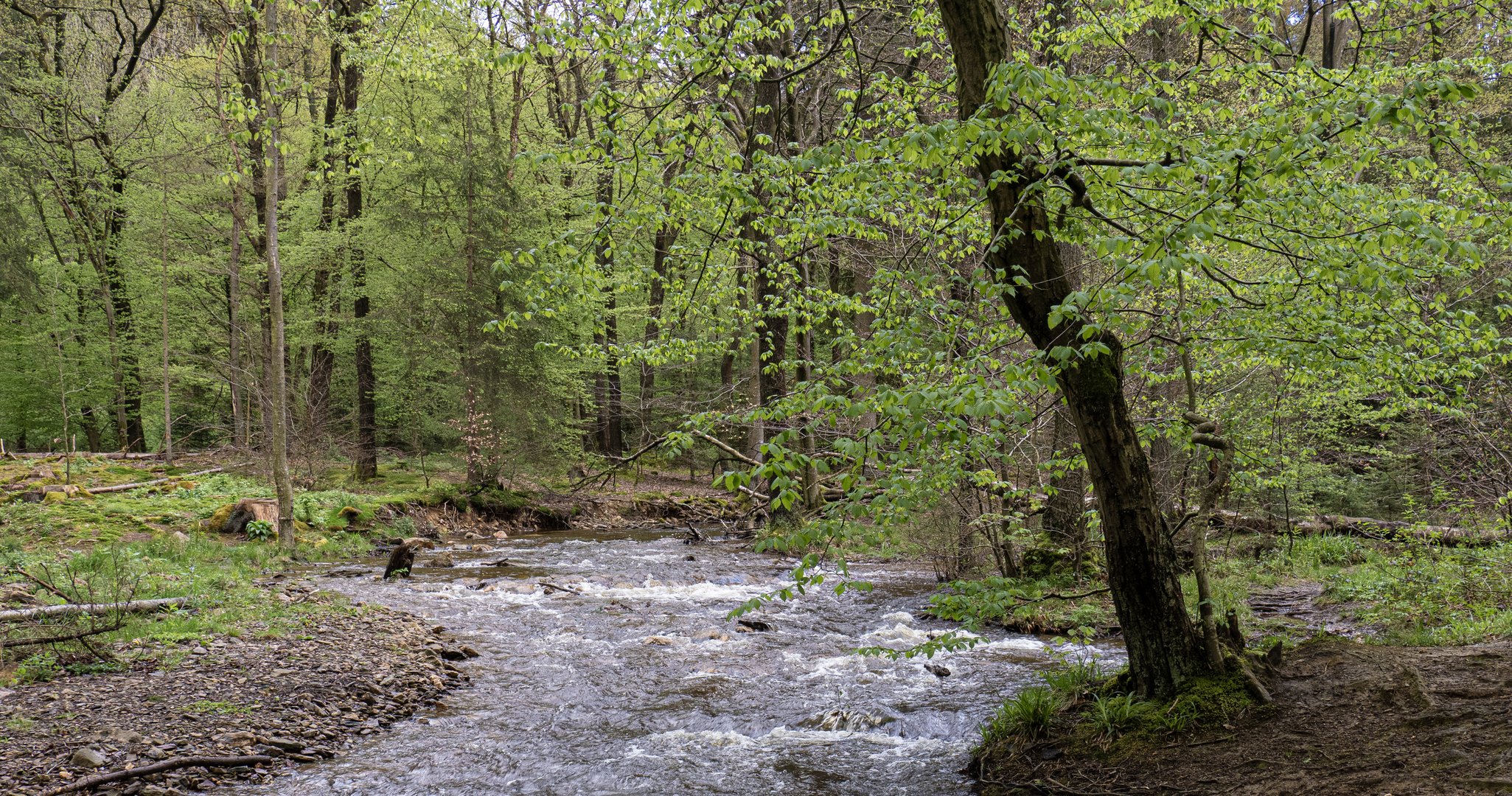 Frühlingsgrün am Hasselbach