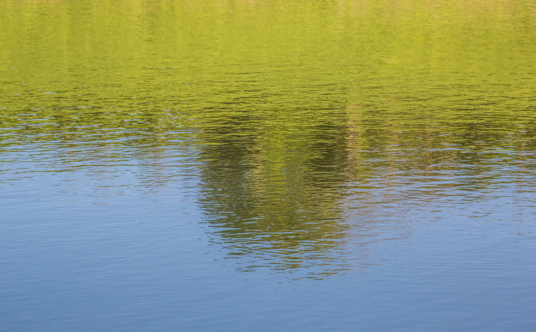 Fruehlingsgruen am kleinen Teich